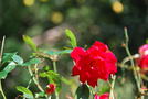 前の写真のサムネイル：赤い薔薇の微笑み