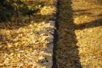 サムネイル：落ち葉の絨毯