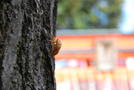 次の写真のサムネイル：夏の忘れ物