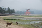 サムネイル：カメラ目線の鹿