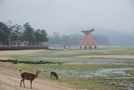 前の写真のサムネイル：カメラ目線の鹿