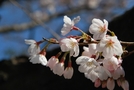 前の写真のサムネイル：桜