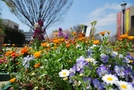 次の写真のサムネイル：お花もりもり