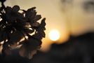 次の写真のサムネイル：桜と終わりの時