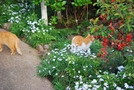 次の写真のサムネイル：お花と猫