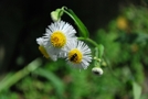 前の写真のサムネイル：花と虫