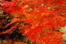 前の写真のサムネイル：紅葉