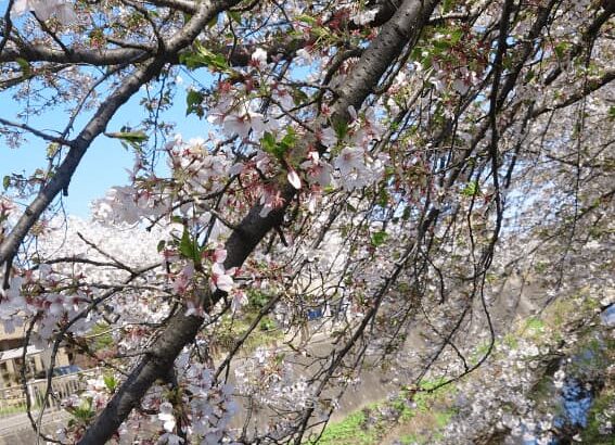 桜
